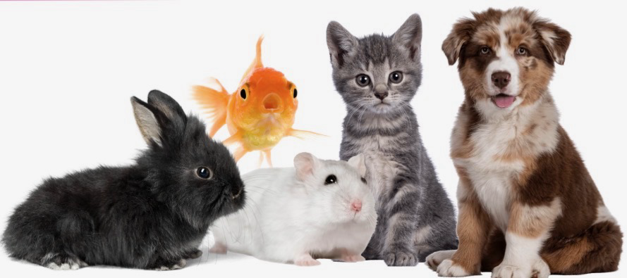 A rabbit, goldfish, hamster, kitten, and puppy, the kinds of pets Kamryn looks after